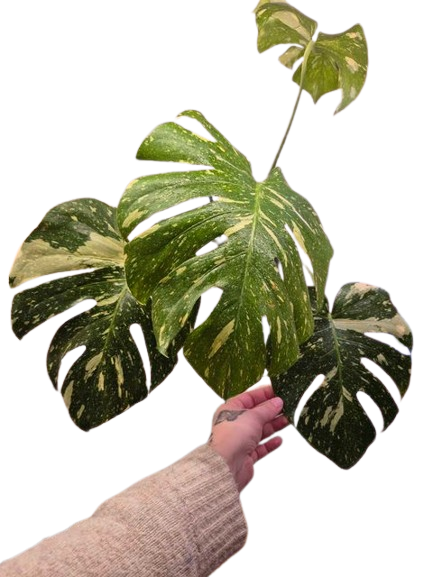 Monstera 'Thai Constellation' #6