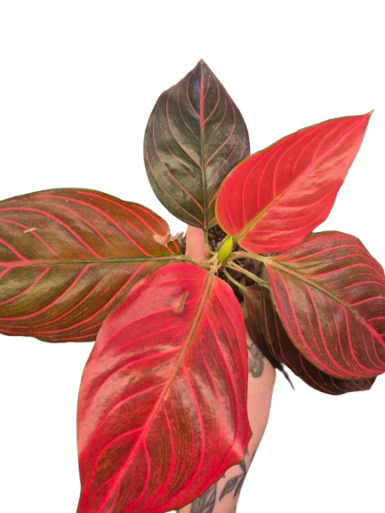 Aglaonema 'Red Vein' #02