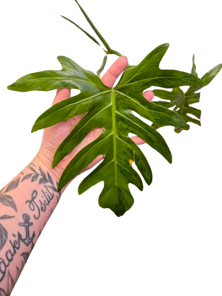 Philodendron 'Radiatum' Variegata #PRV01