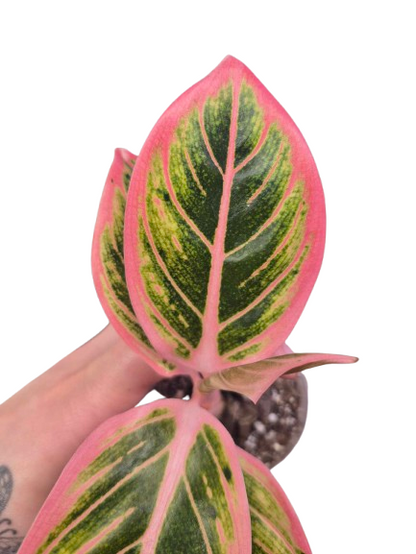 Aglaonema 'Lotus Delight' #01