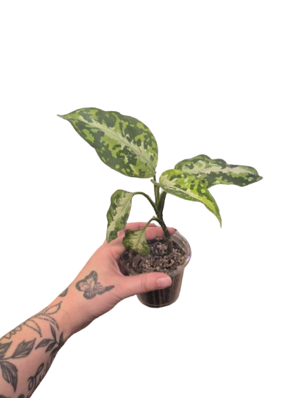 Aglaonema 'Pictum Tricolor' #02