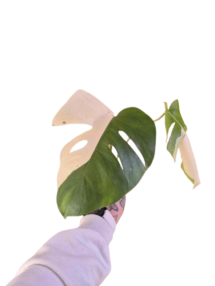 Monstera Albo #30