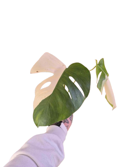 Monstera Albo #30