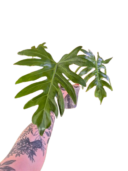 Philodendron 'Radiatum' Variegata #PRV01