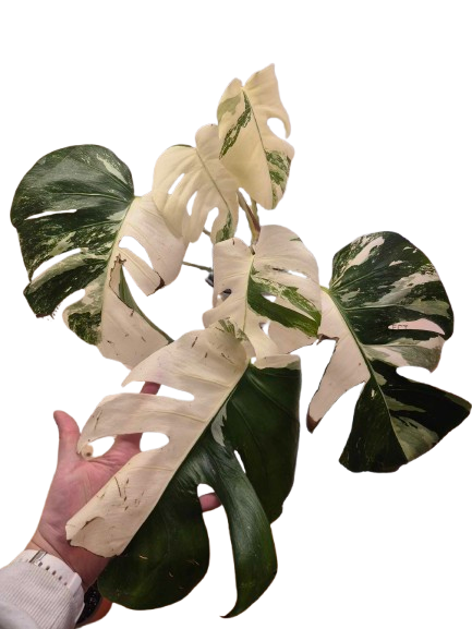 Monstera Albo #12