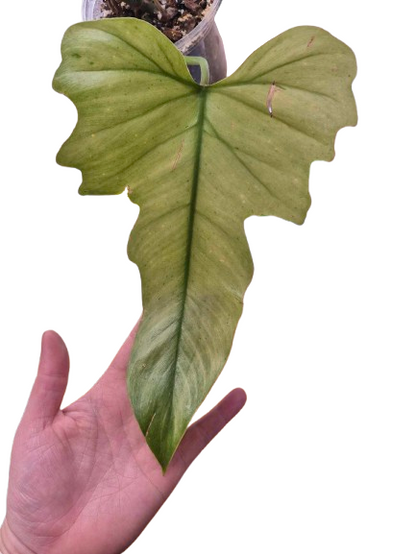 Philodendron 'Golden Dragon Mint' #02