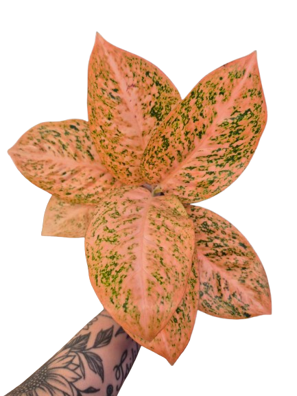 Aglaonema 'Orange Stardust' #01