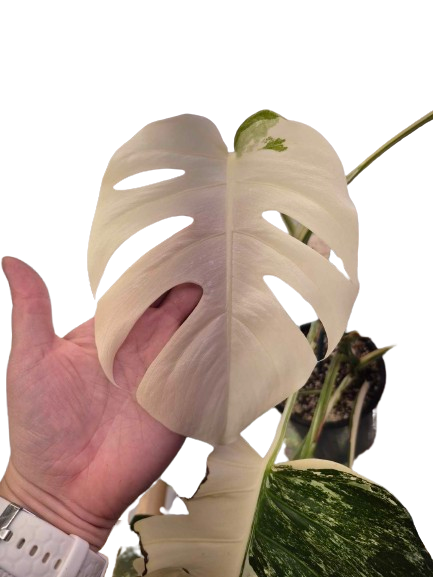 Monstera Albo #31