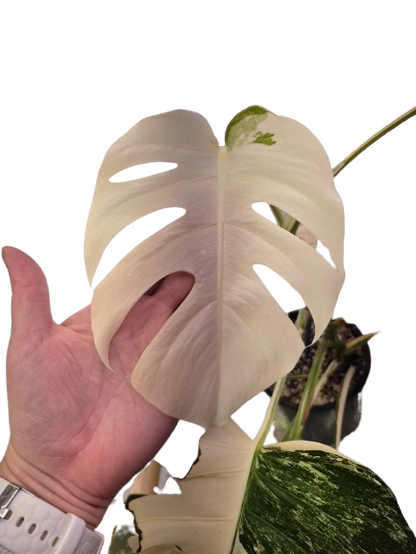 Monstera Albo #31