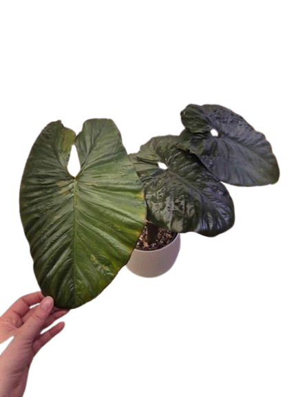 Alocasia Serendipity 'Low' Var. #02