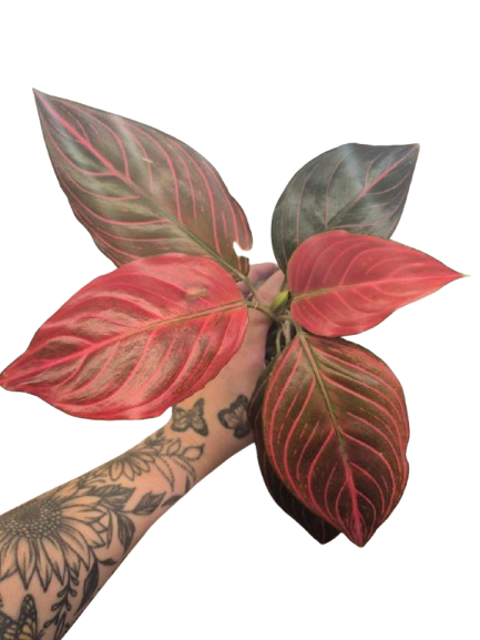 Aglaonema 'Red Vein' #02