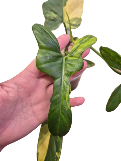 Philodendron 'Violin Variegated' #05