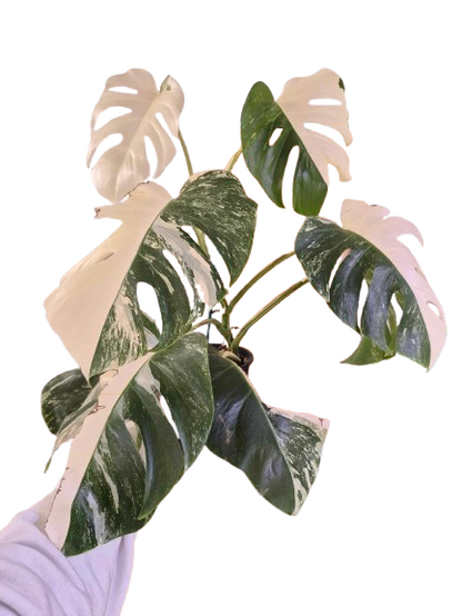 Monstera Albo #31