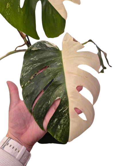 Monstera Albo #31