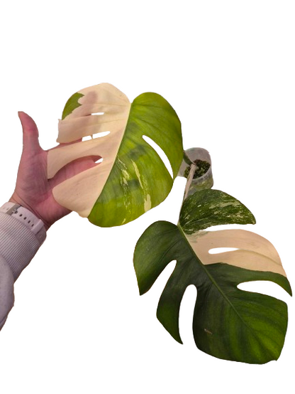 Monstera Albo #29