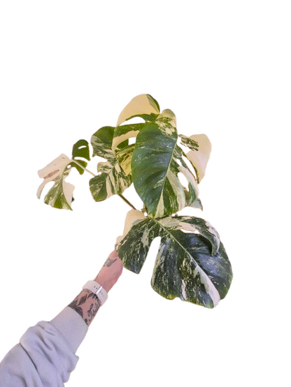 Monstera Albo #13