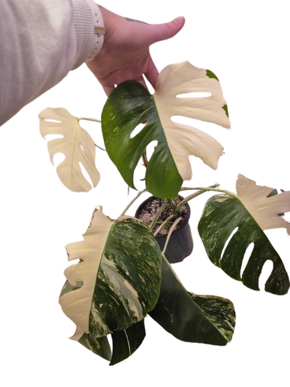 Monstera Albo #31