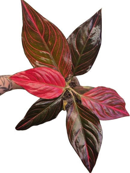 Aglaonema 'Red Vein' #01