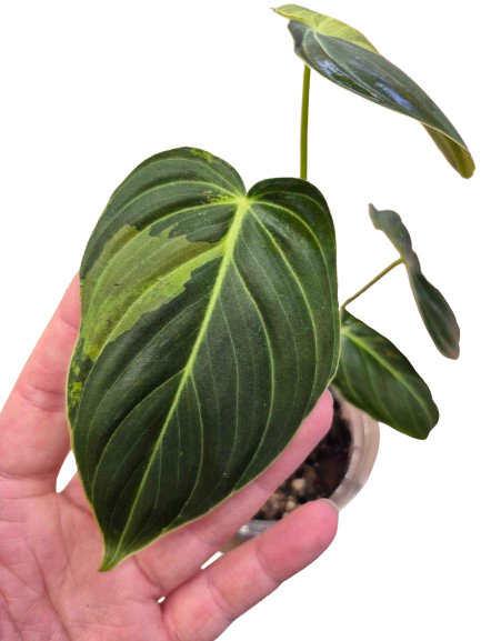 Philodendron 'Melanochrysum' Var. #02