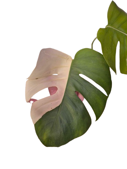 Monstera Albo #30