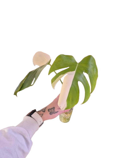 Monstera Albo #30