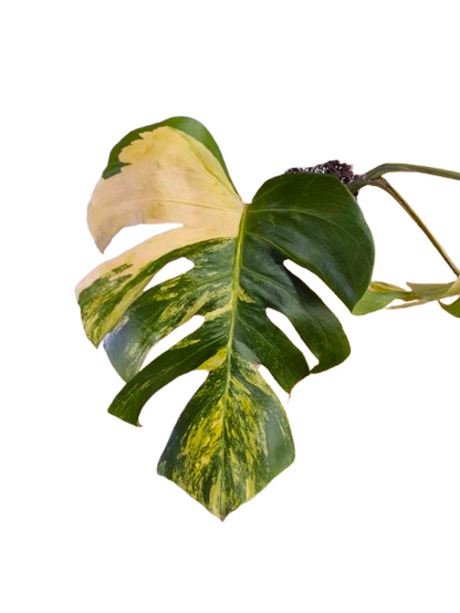 Monstera Aurea #05