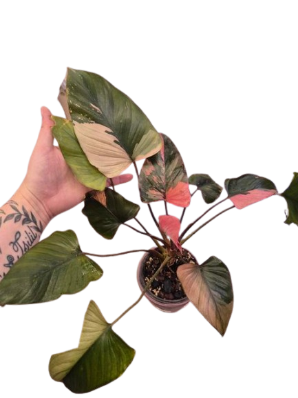 Homalomena 'Pink Diamond' #03