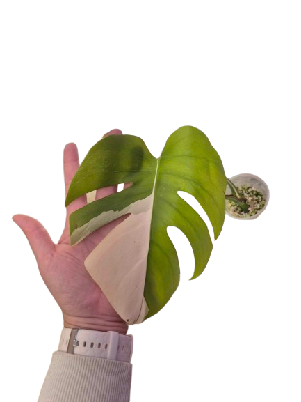 Monstera Albo #30