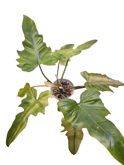 Philodendron 'Golden Dragon Mint' #02