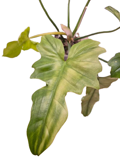 Philodendron 'Golden Dragon Mint' #02