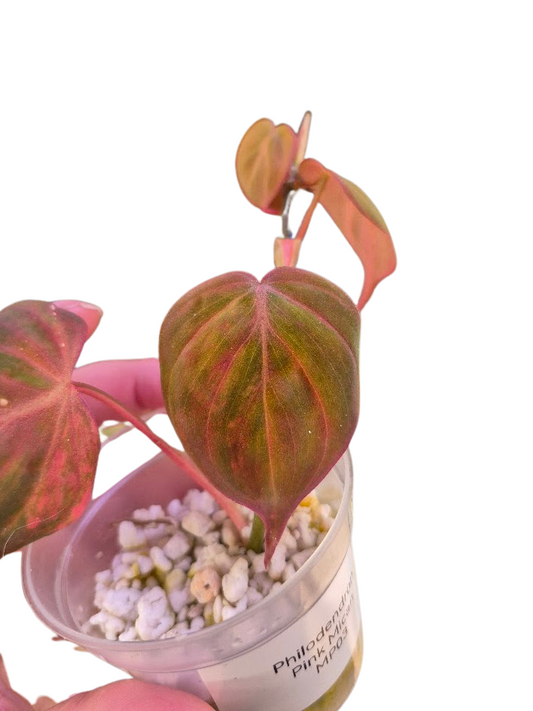 Philodendron 'Pink Micans' Var #MP03