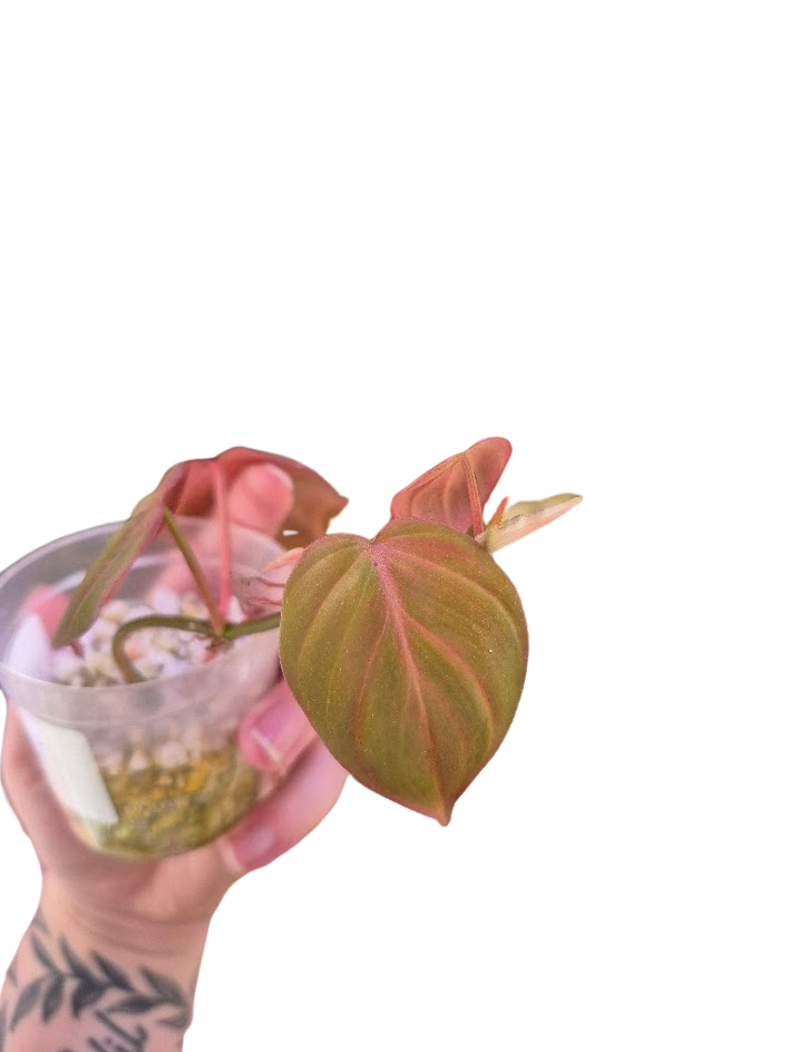 Philodendron 'Pink Micans' Var #MP03