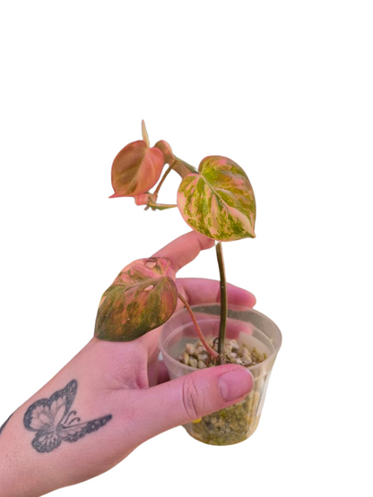 Philodendron 'Pink Micans' Var #MP04