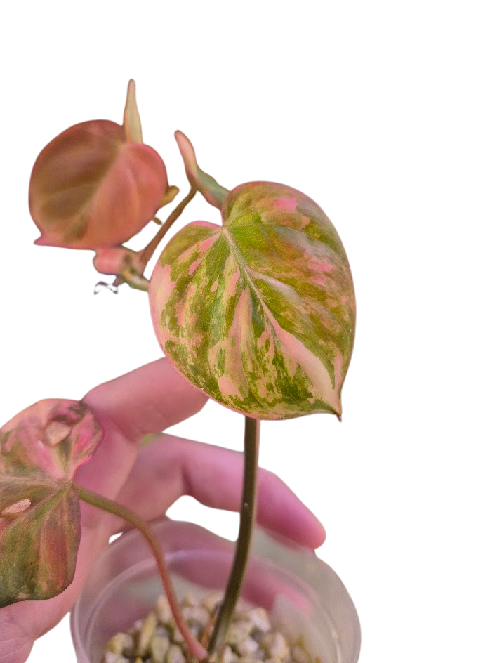 Philodendron 'Pink Micans' Var #MP04