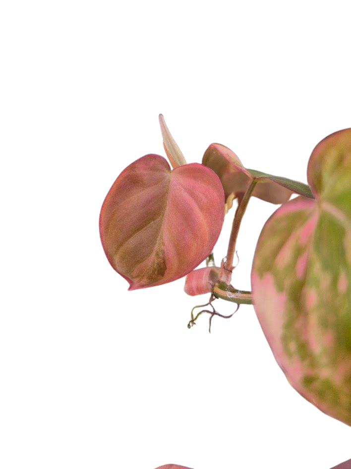 Philodendron 'Pink Micans' Var #MP04