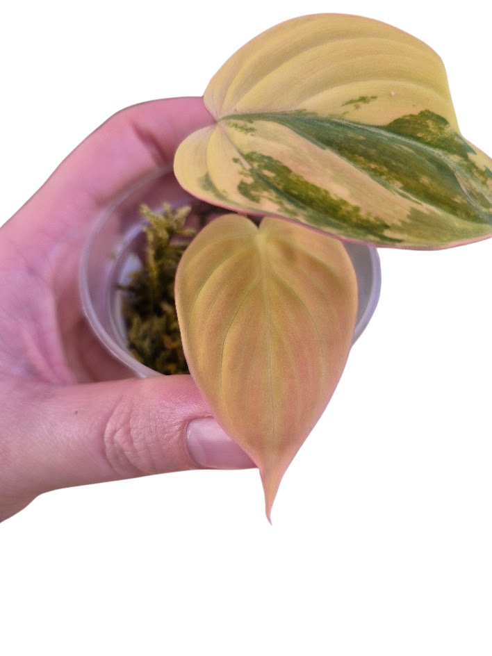 Philodendron 'Pink Micans' Var #MP05