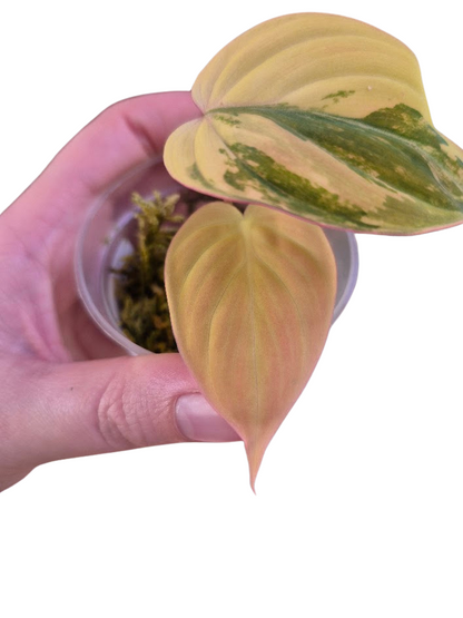 Philodendron 'Pink Micans' Var #MP05