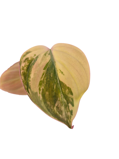 Philodendron 'Pink Micans' Var #MP05