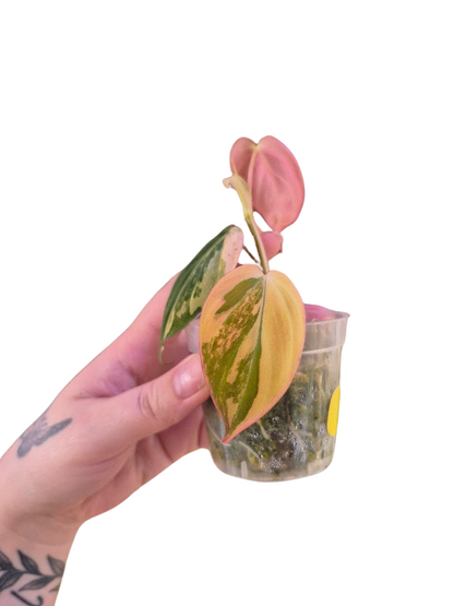 Philodendron 'Pink Micans' Var #MP10