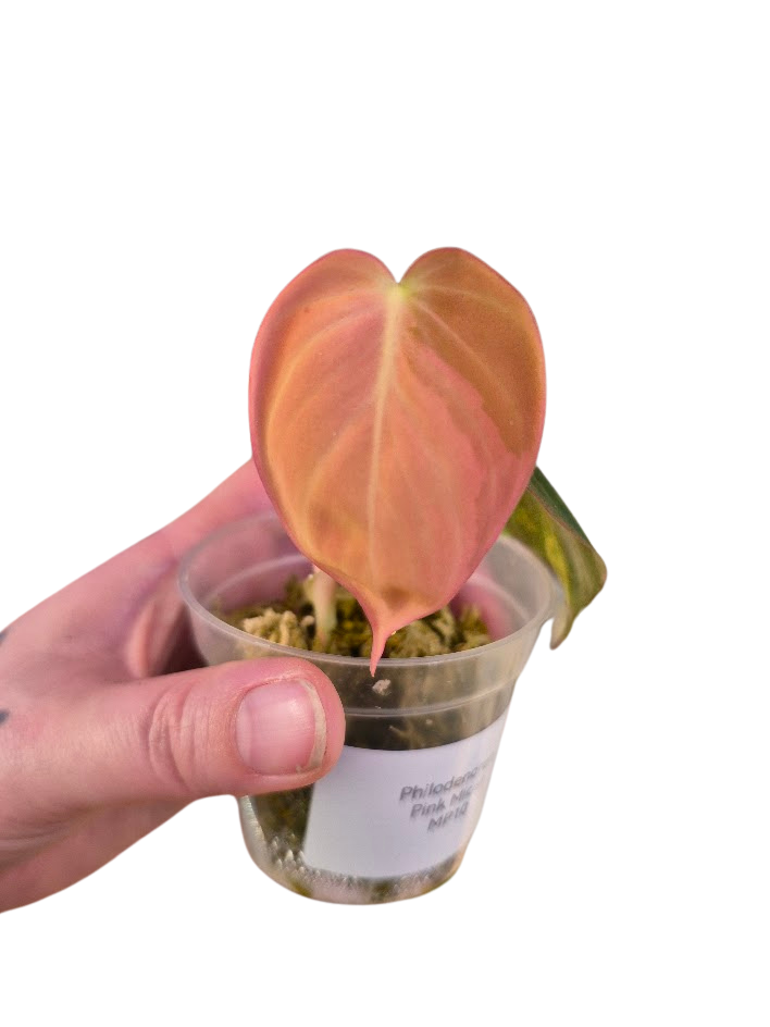 Philodendron 'Pink Micans' Var #MP10