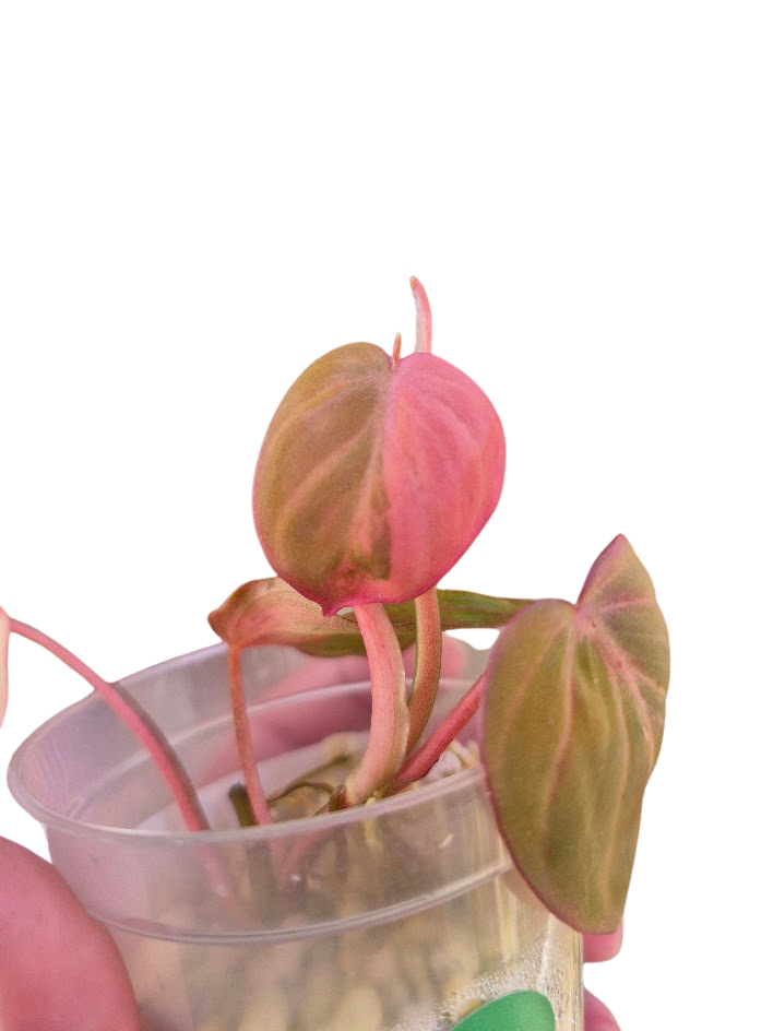 Philodendron 'Pink Micans' Var #MP12