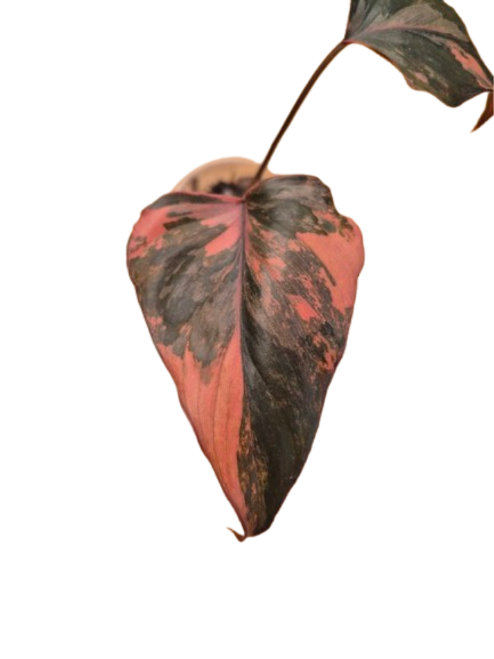 Homalomena 'Pink Diamond' # HPD02