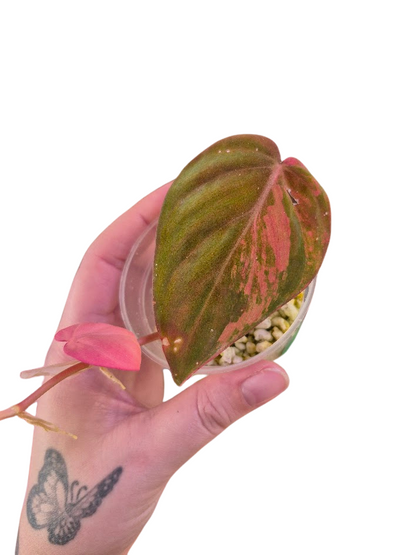 Philodendron 'Pink Micans' Var #MP01