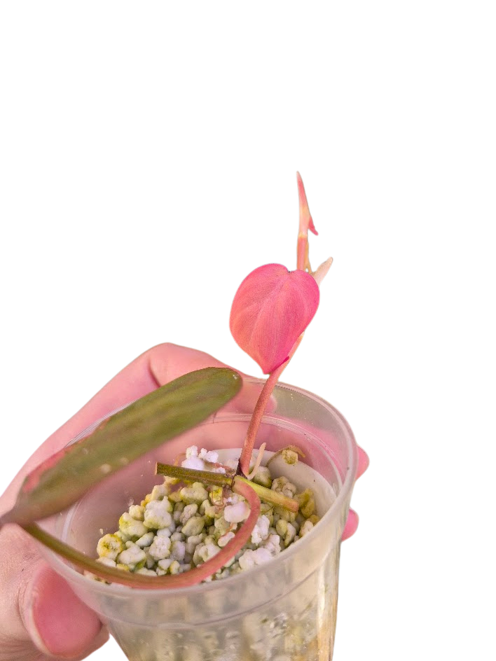 Philodendron 'Pink Micans' Var #MP01