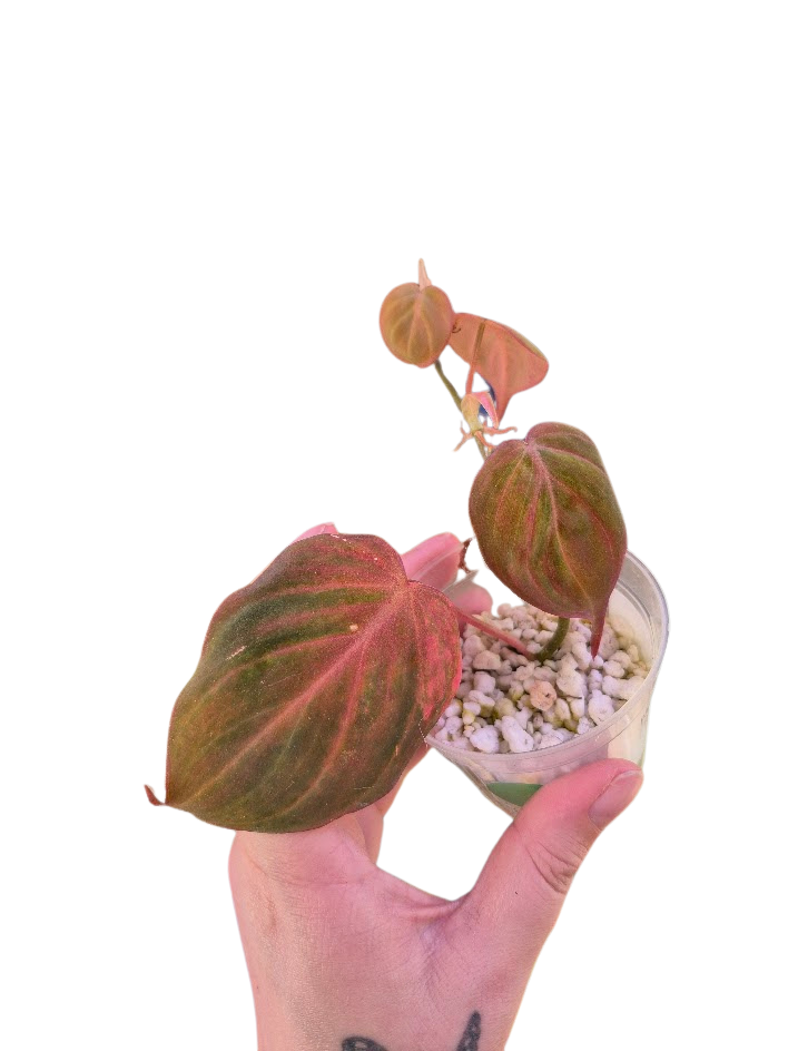 Philodendron 'Pink Micans' Var #MP03