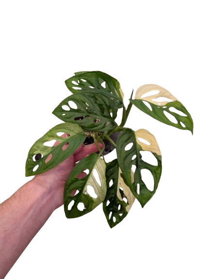 Monstera Adansonii Albo #08