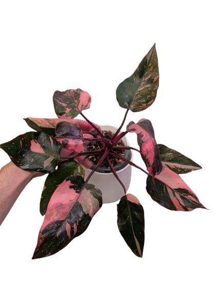 Philodendron 'Pink Princess Marble King' #02