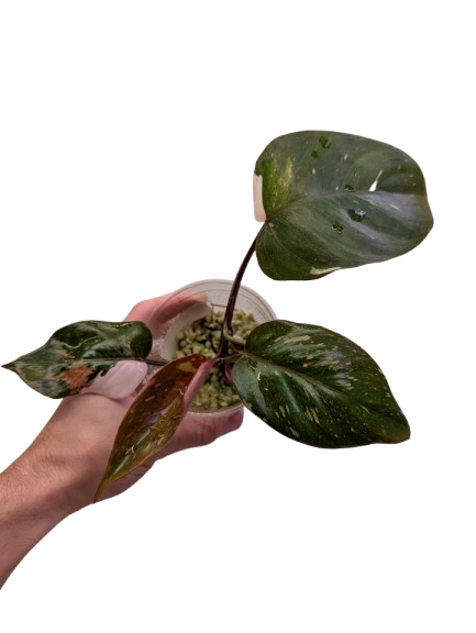 Philodendron 'Red Anderson' #PRA01