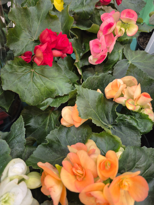 Begonia "Reiger"