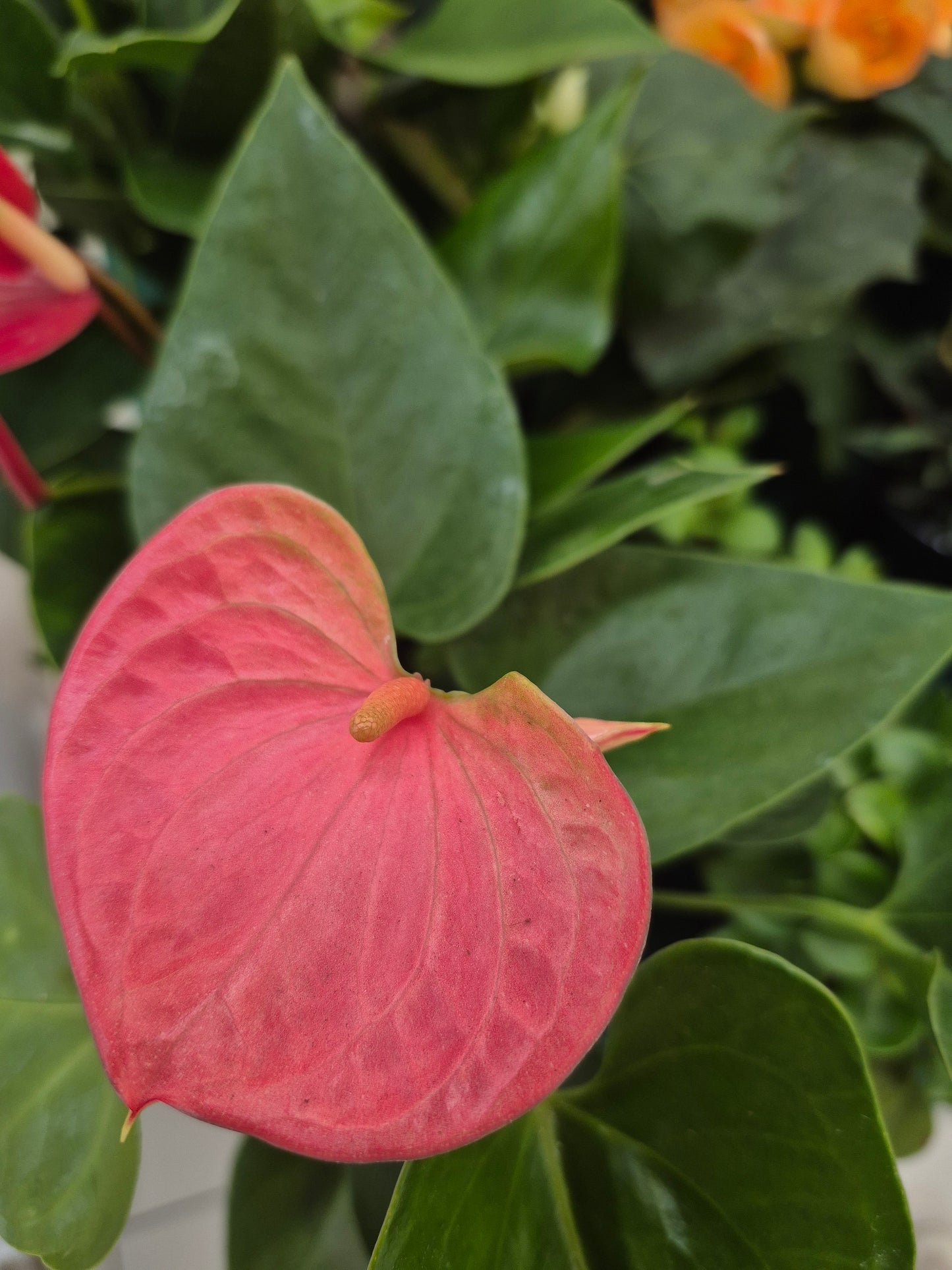 Anthurium "Andreanum"